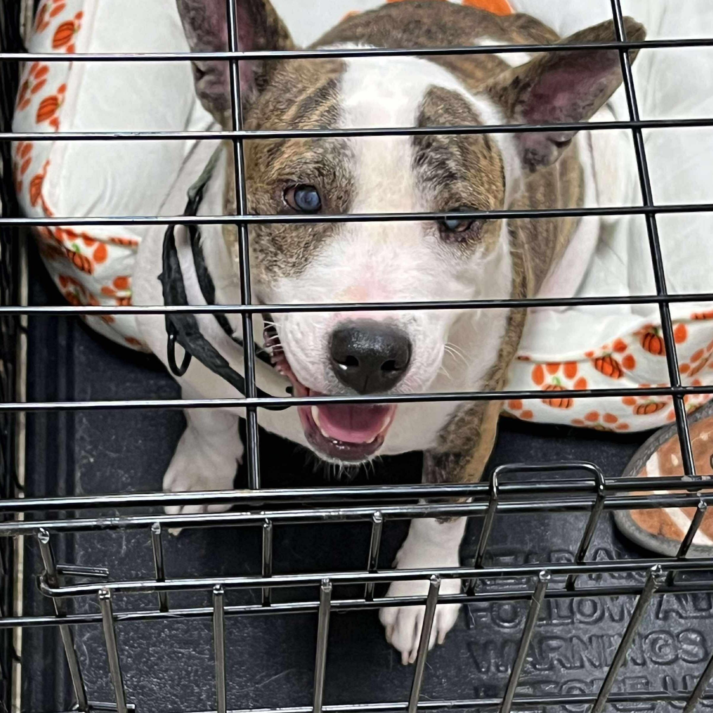 Ginny, Adoptable, Adult Female American Staffordshire Terrier.