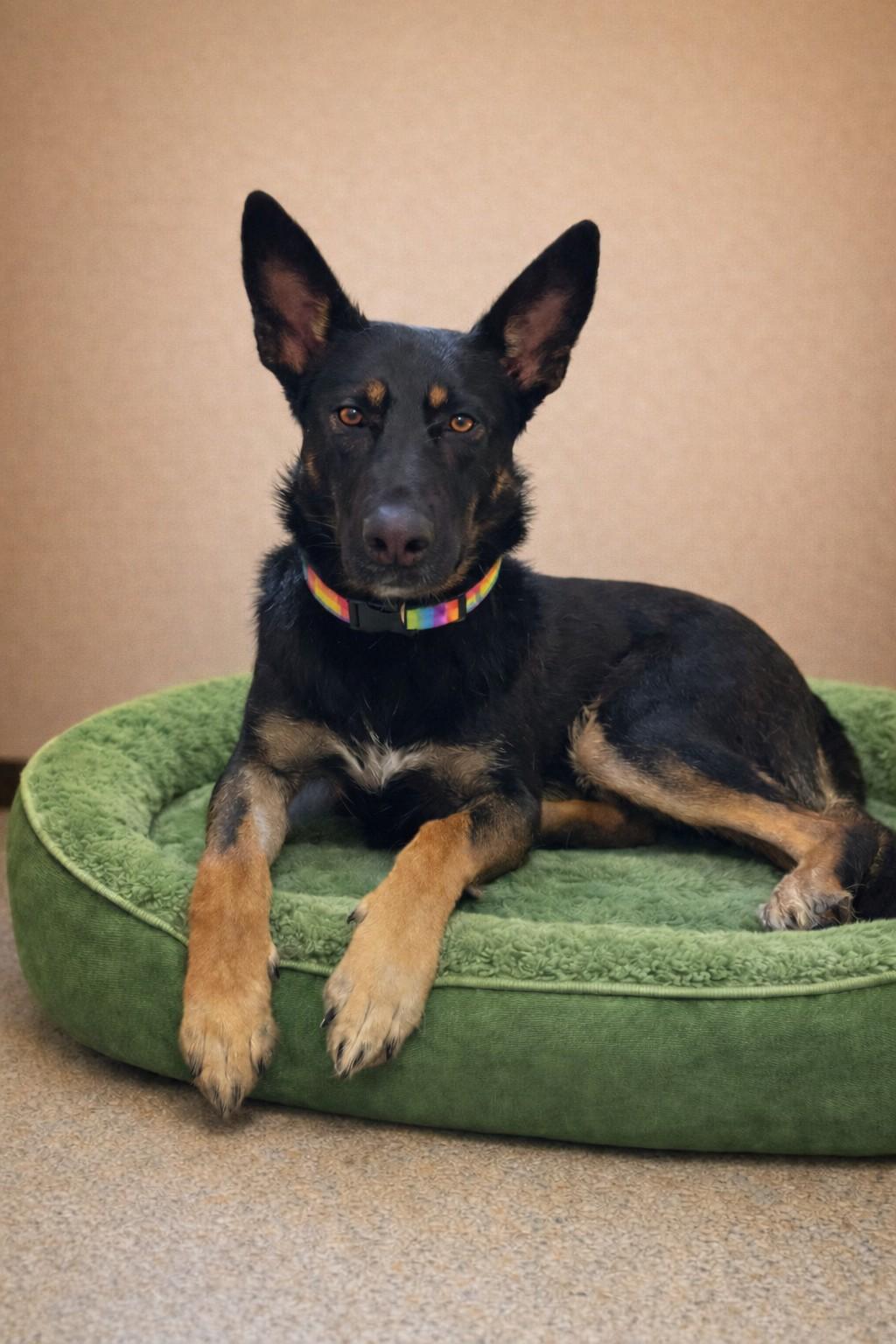 Enlarge Waylon, a Adoptable mixed breed in Chesterfield, MO image 2/6