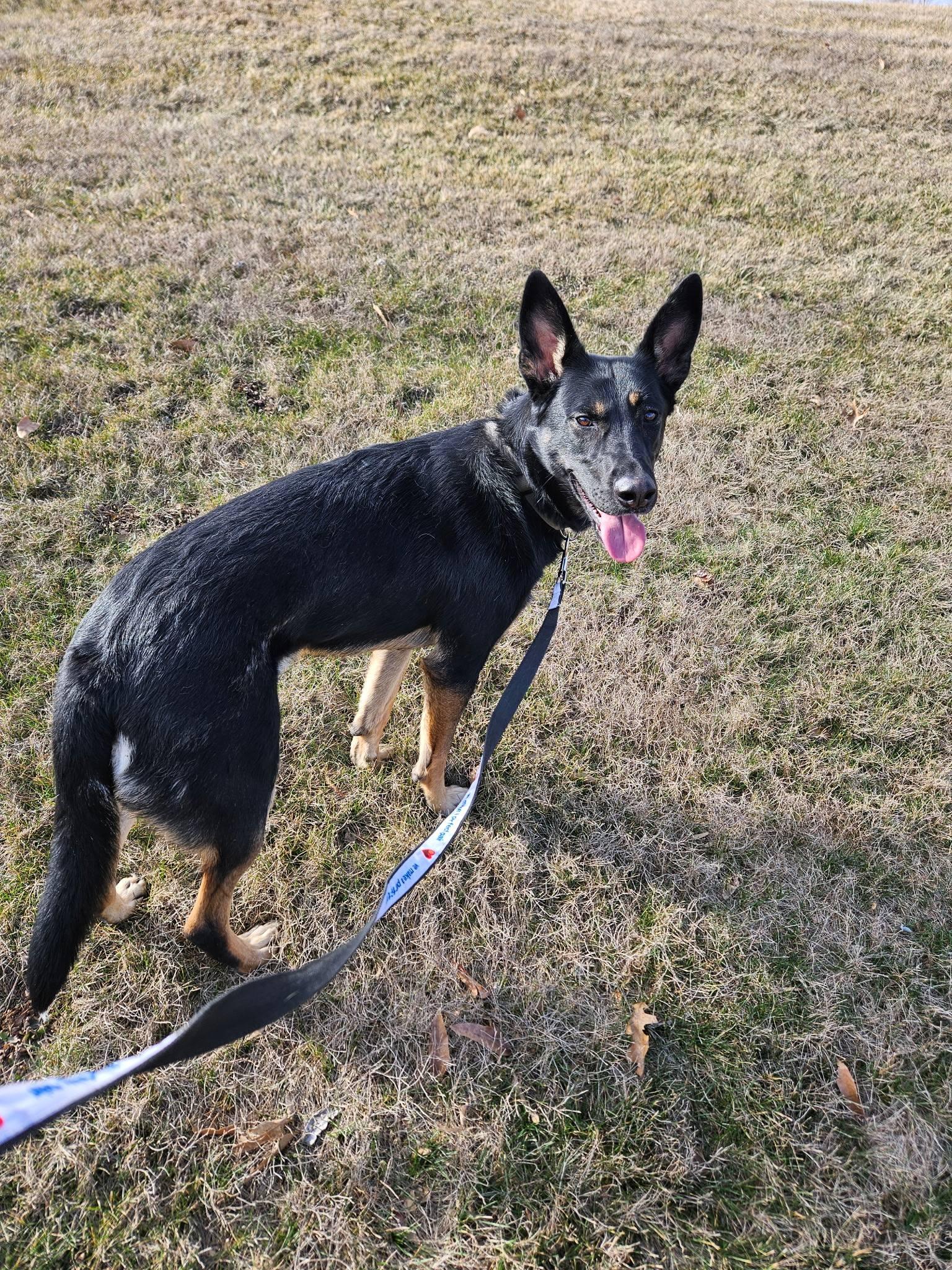 Enlarge Waylon, a Adoptable mixed breed in Chesterfield, MO image 6/6