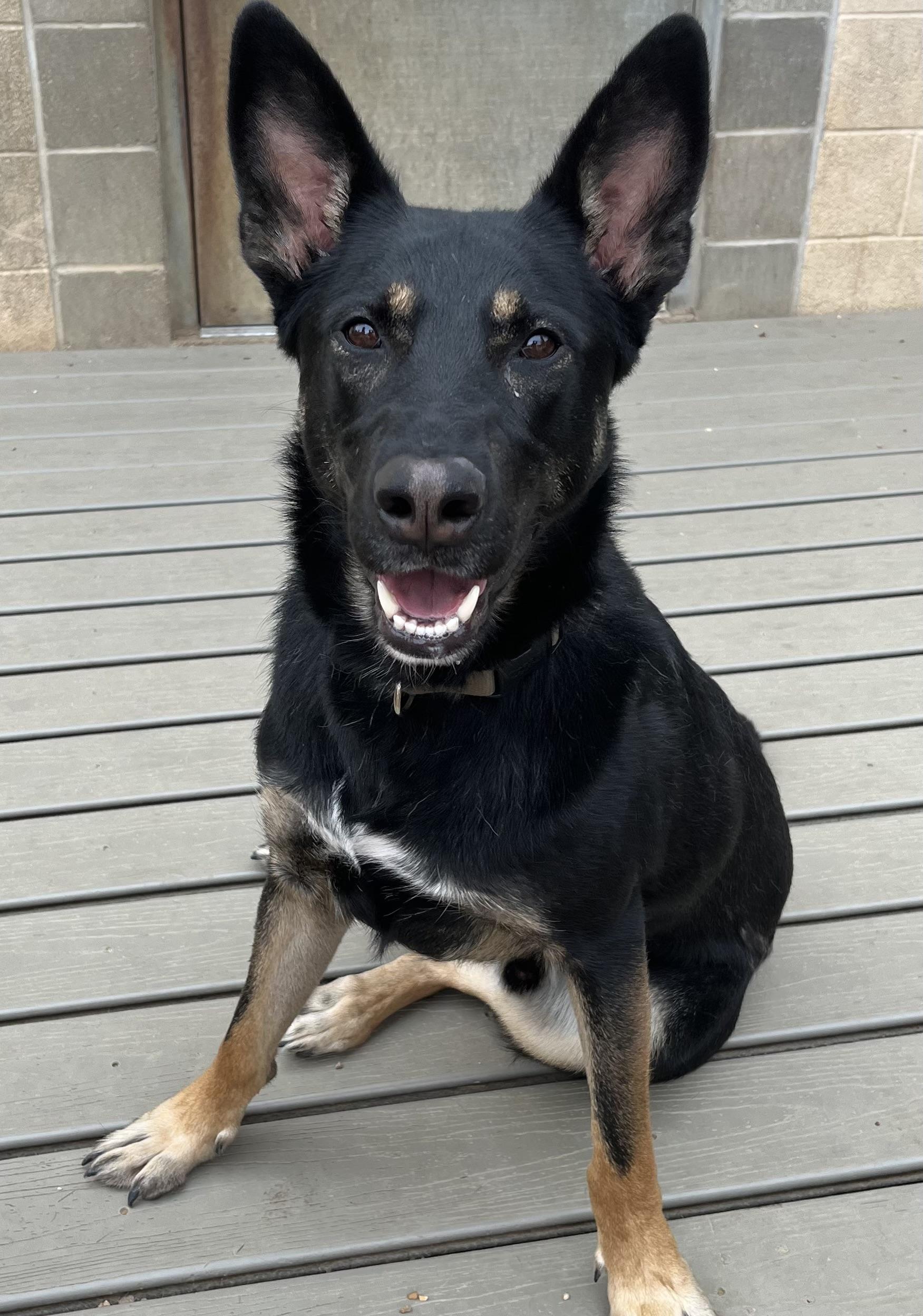 Enlarge Waylon, a Adoptable mixed breed in Chesterfield, MO image 5/6