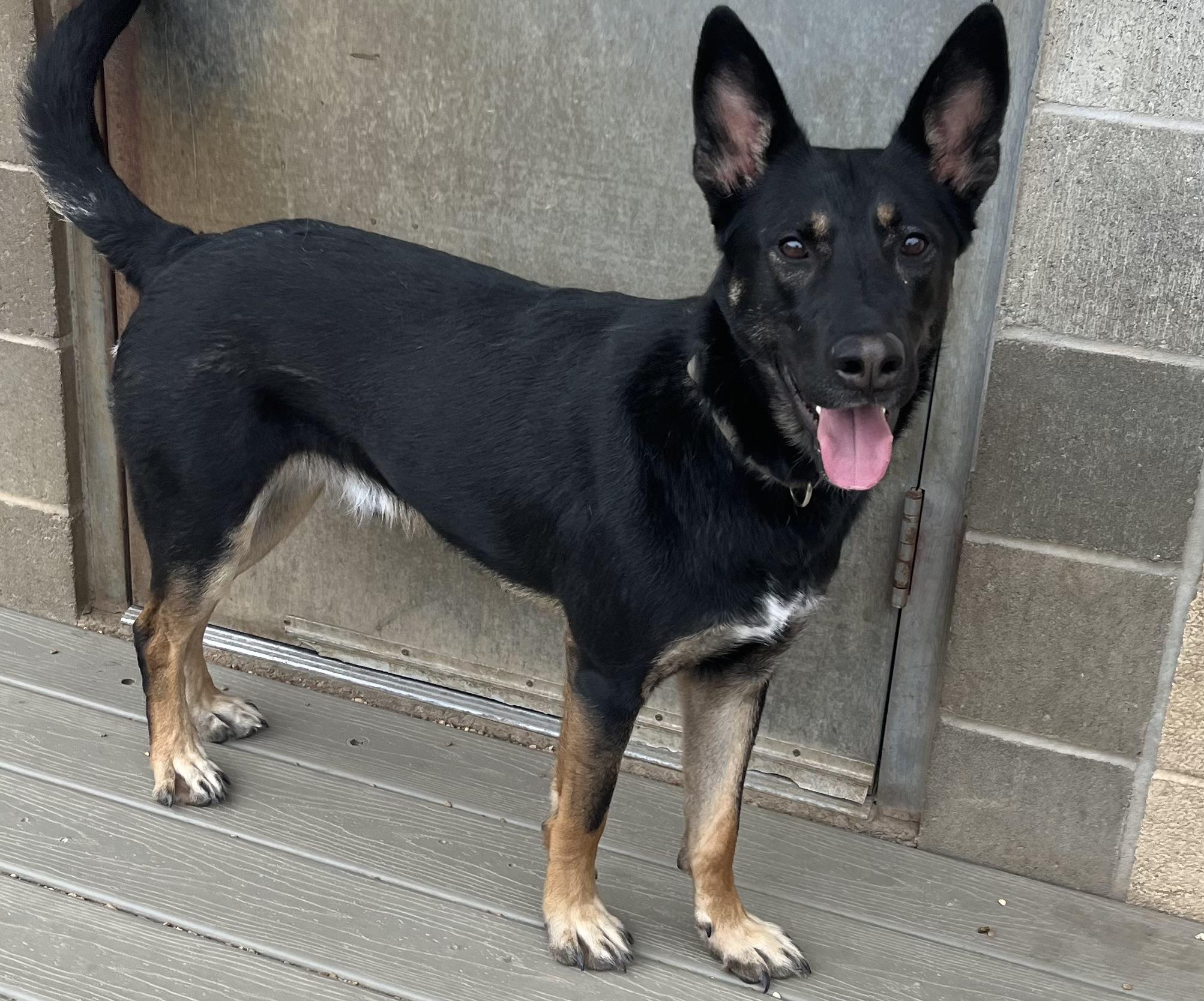Enlarge Waylon, a Adoptable mixed breed in Chesterfield, MO image 4/6
