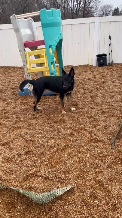Enlarge Waylon, a Adoptable mixed breed in Chesterfield, MO video 6/6