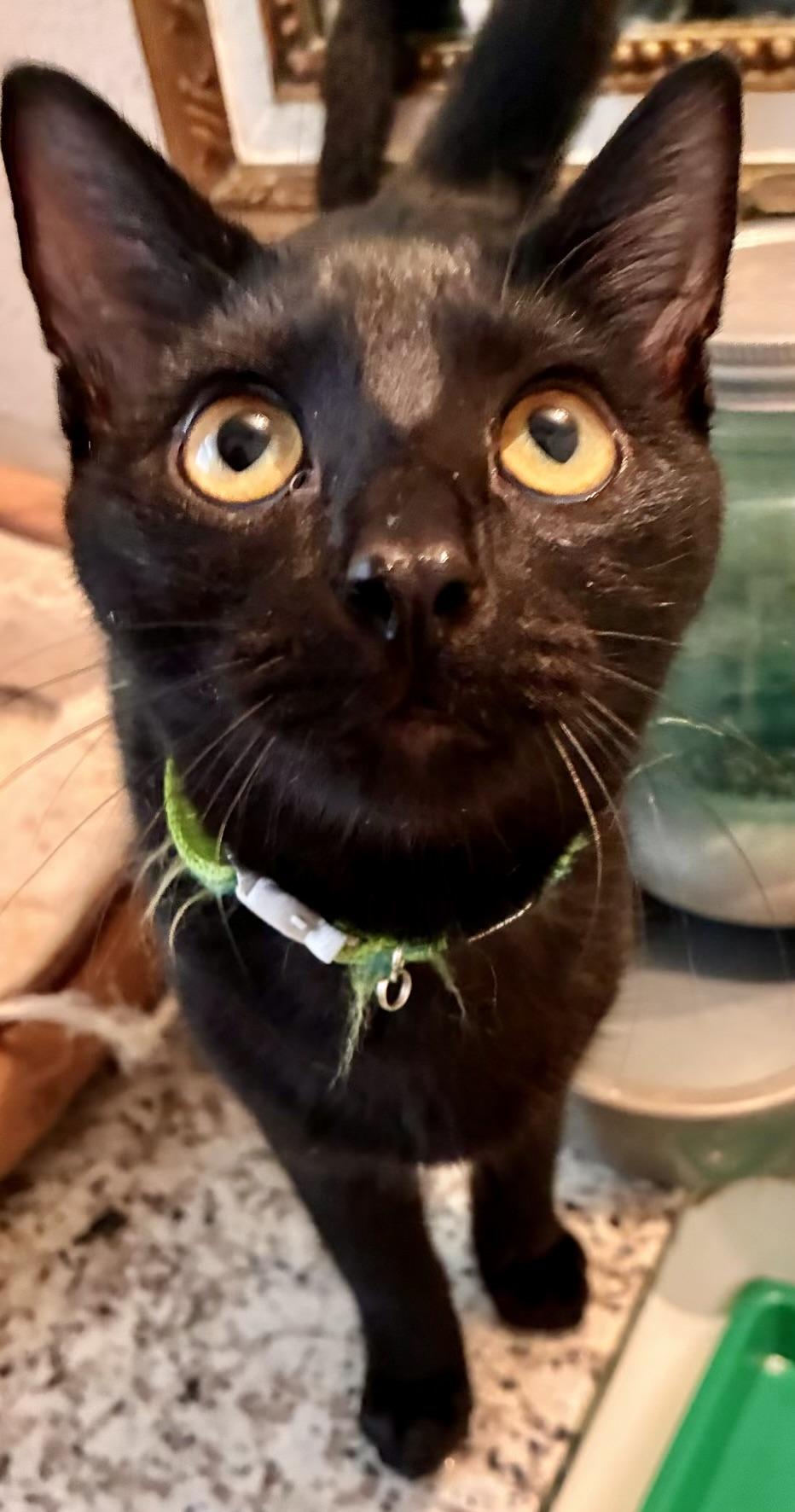 Waylon - Kuykendahl Petsmart, Adopted, Kitten Male Domestic Short Hair.