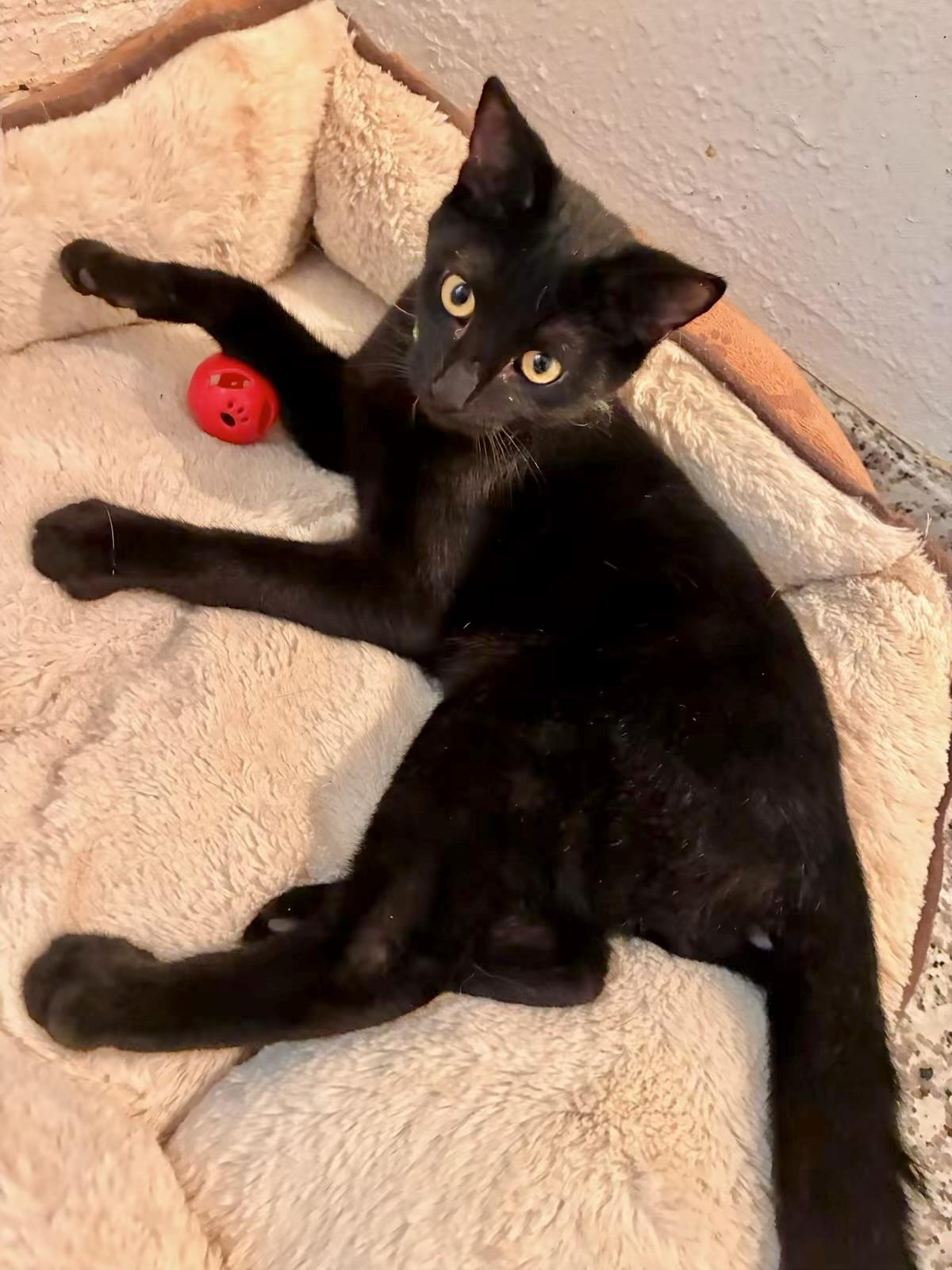 Enlarge Waylon - Kuykendahl Petsmart, a Adopted Domestic Short Hair in Spring, TX image 2/2