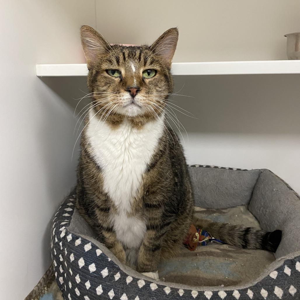 Socks, Adoptable, Senior Male Domestic Short Hair.