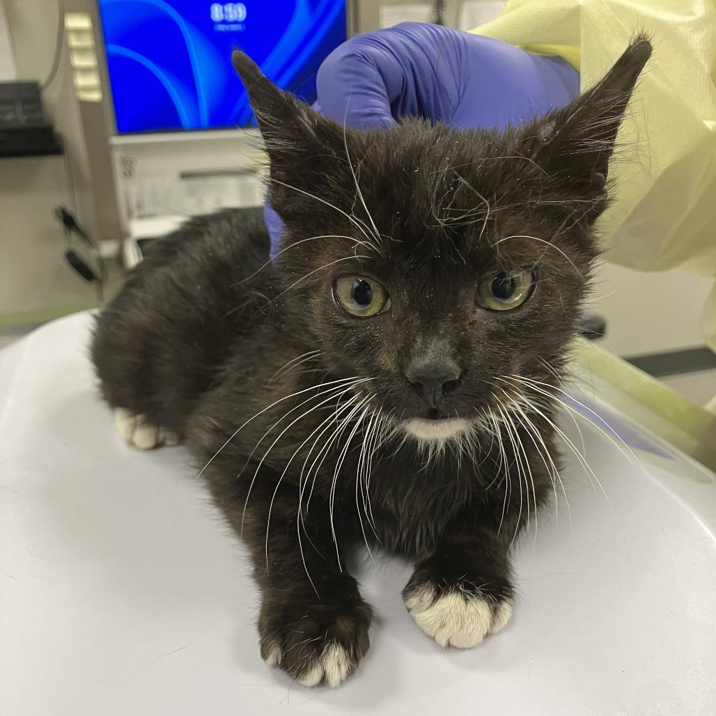Enlarge Clyde, a Adoptable Domestic Medium Hair in Las Cruces, NM image 1/6