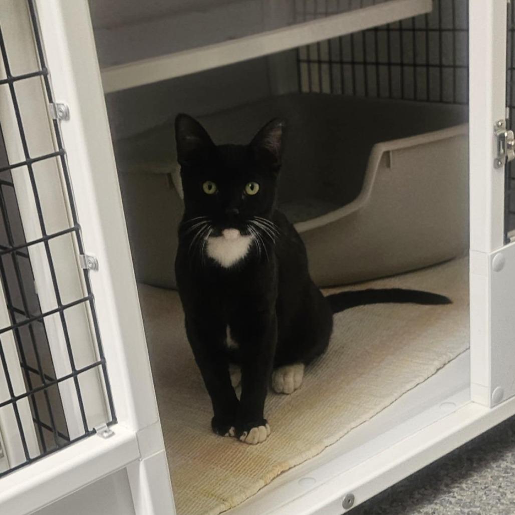 Enlarge Clyde, a Adoptable Domestic Medium Hair in Las Cruces, NM image 3/6