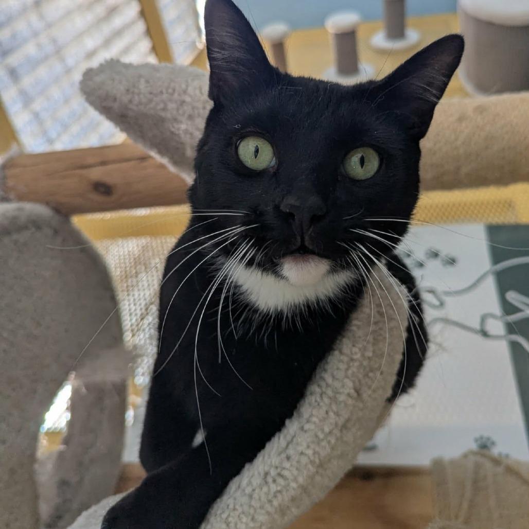 Enlarge Clyde, a Adoptable Domestic Medium Hair in Las Cruces, NM image 4/6