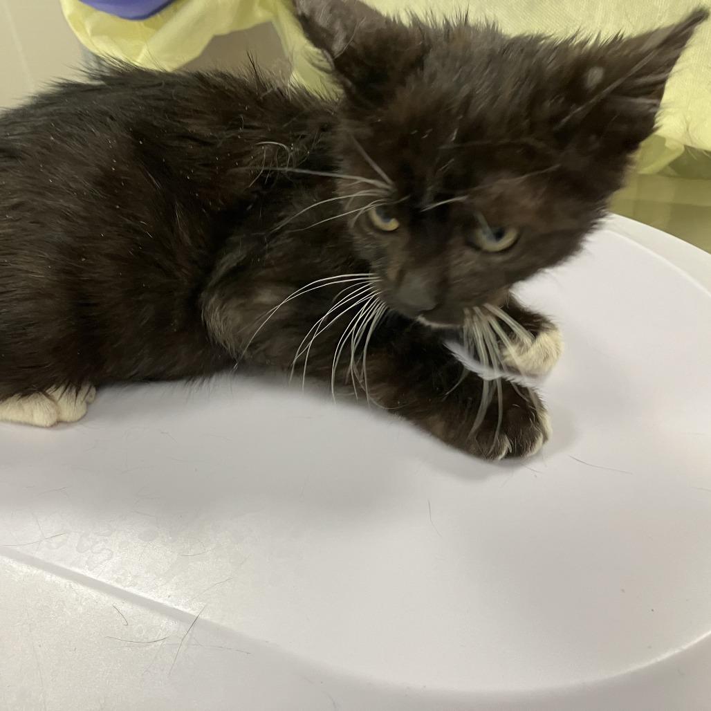 Enlarge Clyde, a Adoptable Domestic Medium Hair in Las Cruces, NM image 6/6