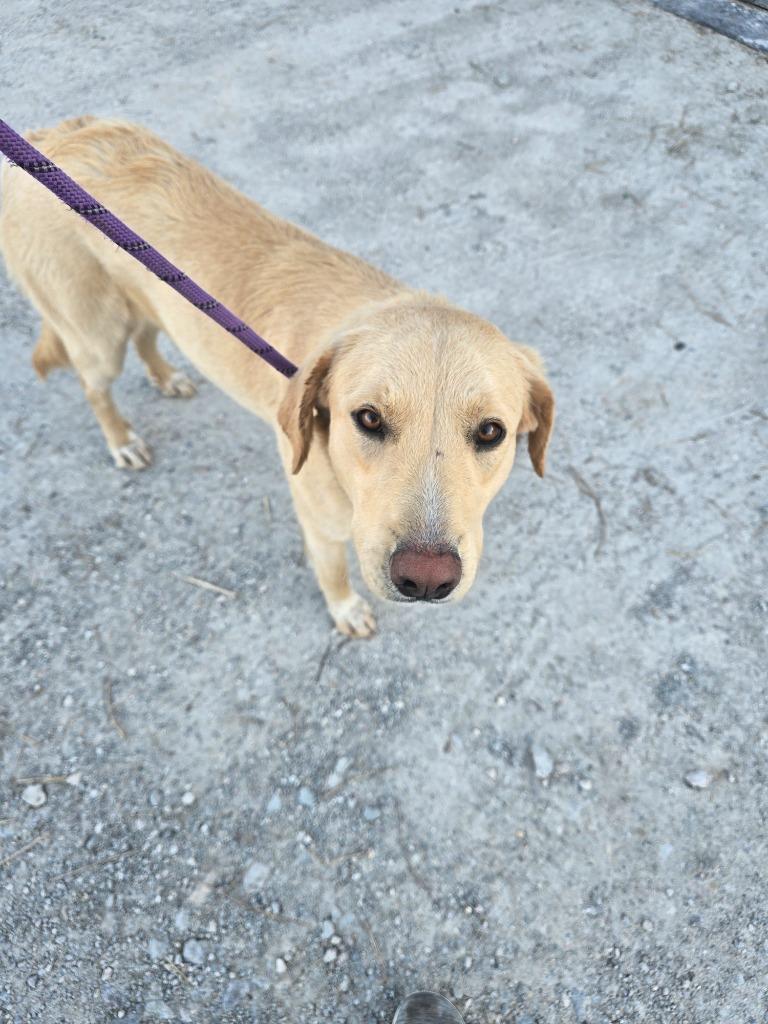 Scarlett, Adoptable, Young Female Golden Retriever & Labrador Retriever.