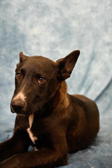 Yappa — thumbnail 3