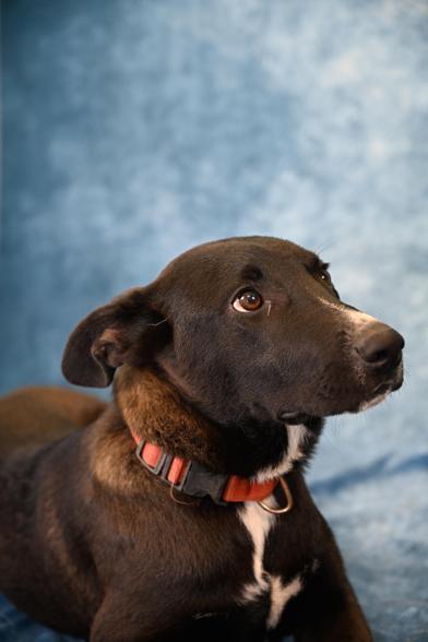 Yappa — thumbnail 5