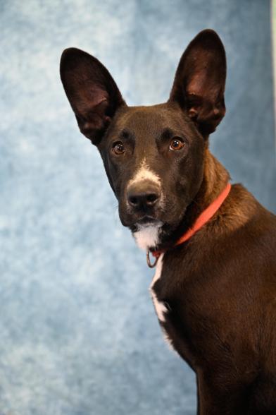 Yappa — thumbnail 6