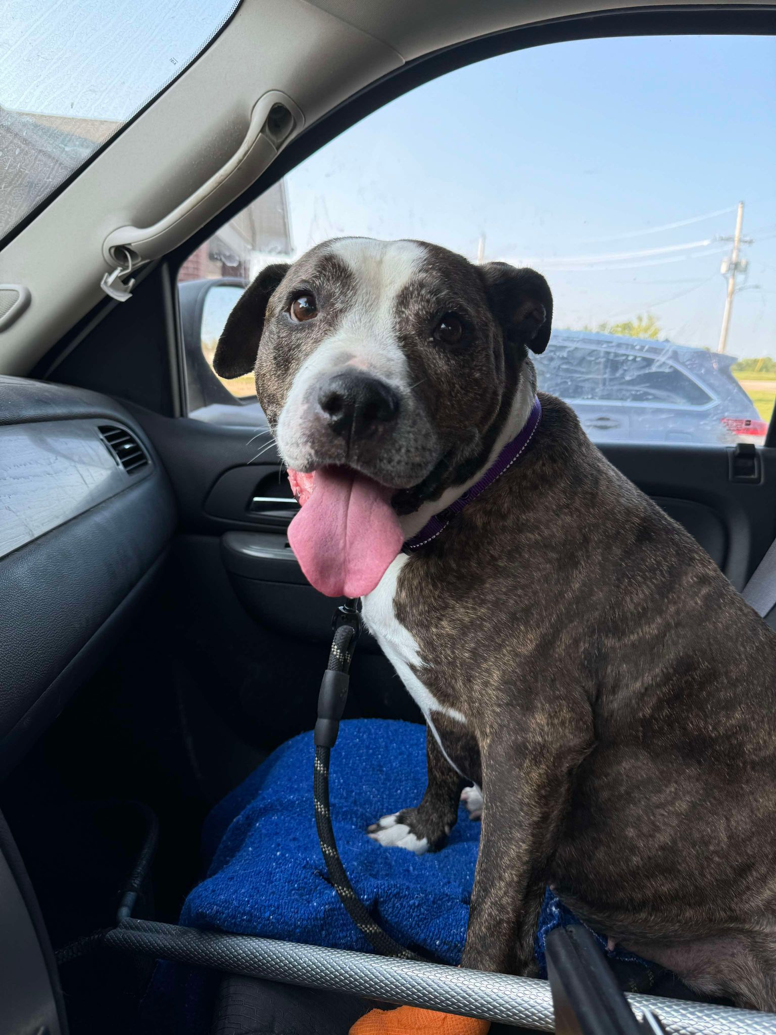 Cadence (Obedience Trained), an adoptable Pit Bull Terrier in Maryville, MO, 64468 | Photo Image 4