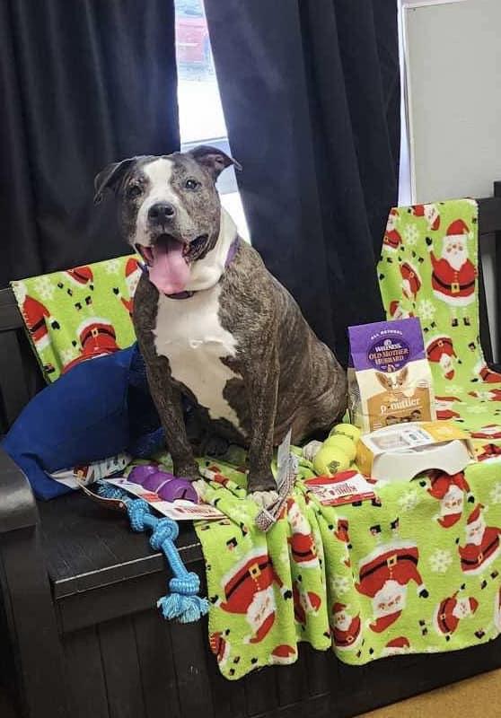 Cadence (Obedience Trained), an adoptable Pit Bull Terrier in Maryville, MO, 64468 | Photo Image 3