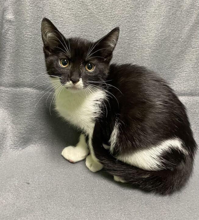 Enlarge Clair, an adoptable Domestic Short Hair in Jackson, MI image 2/5