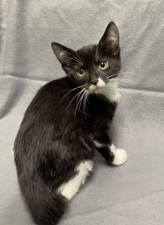 Enlarge Clair, an adoptable Domestic Short Hair in Jackson, MI image 4/5