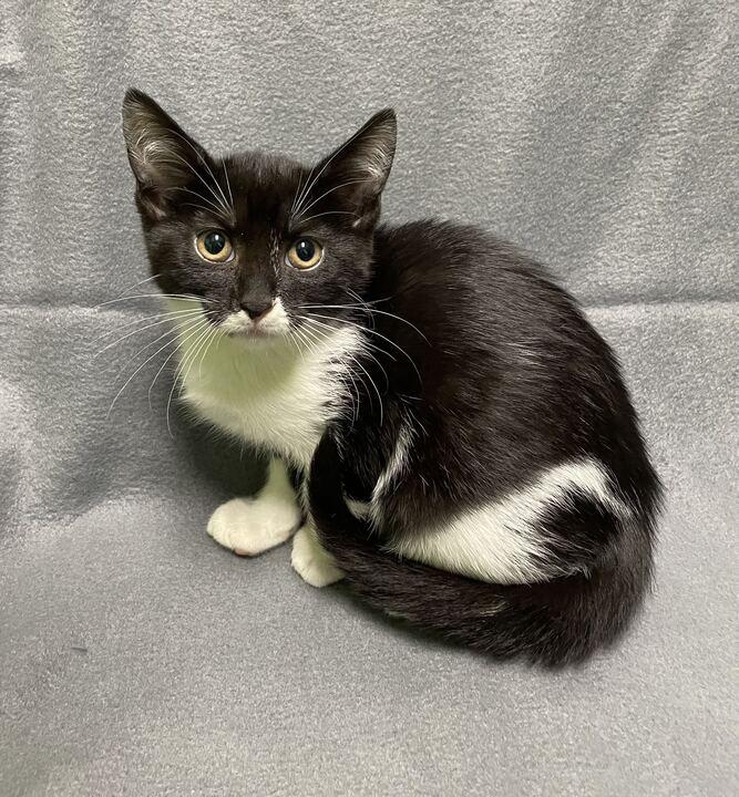 Clair, adoptable, Kitten Female Domestic Short Hair.