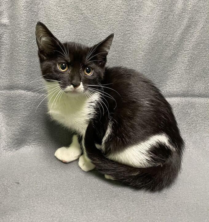 Enlarge Clair, an adoptable Domestic Short Hair in Jackson, MI image 3/5