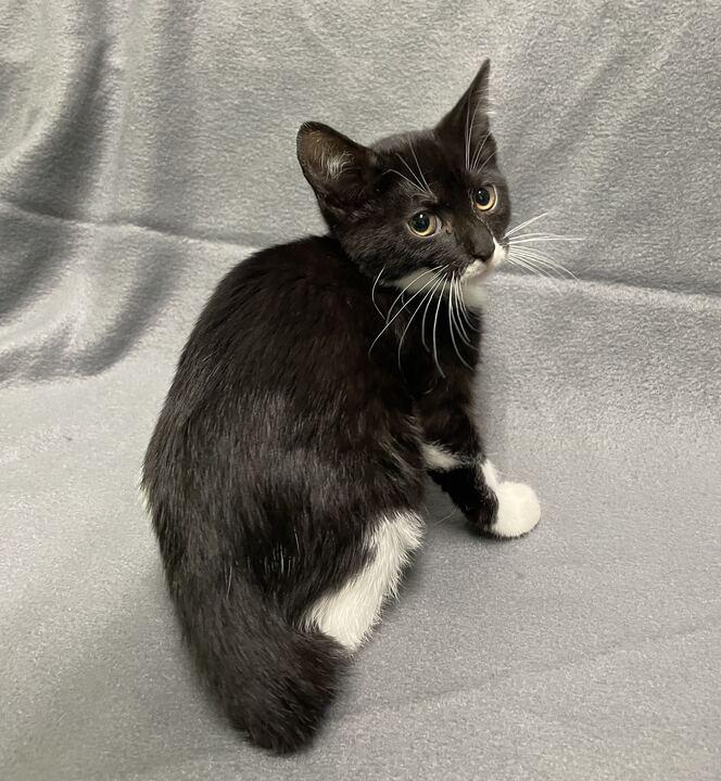 Enlarge Clair, an adoptable Domestic Short Hair in Jackson, MI image 5/5