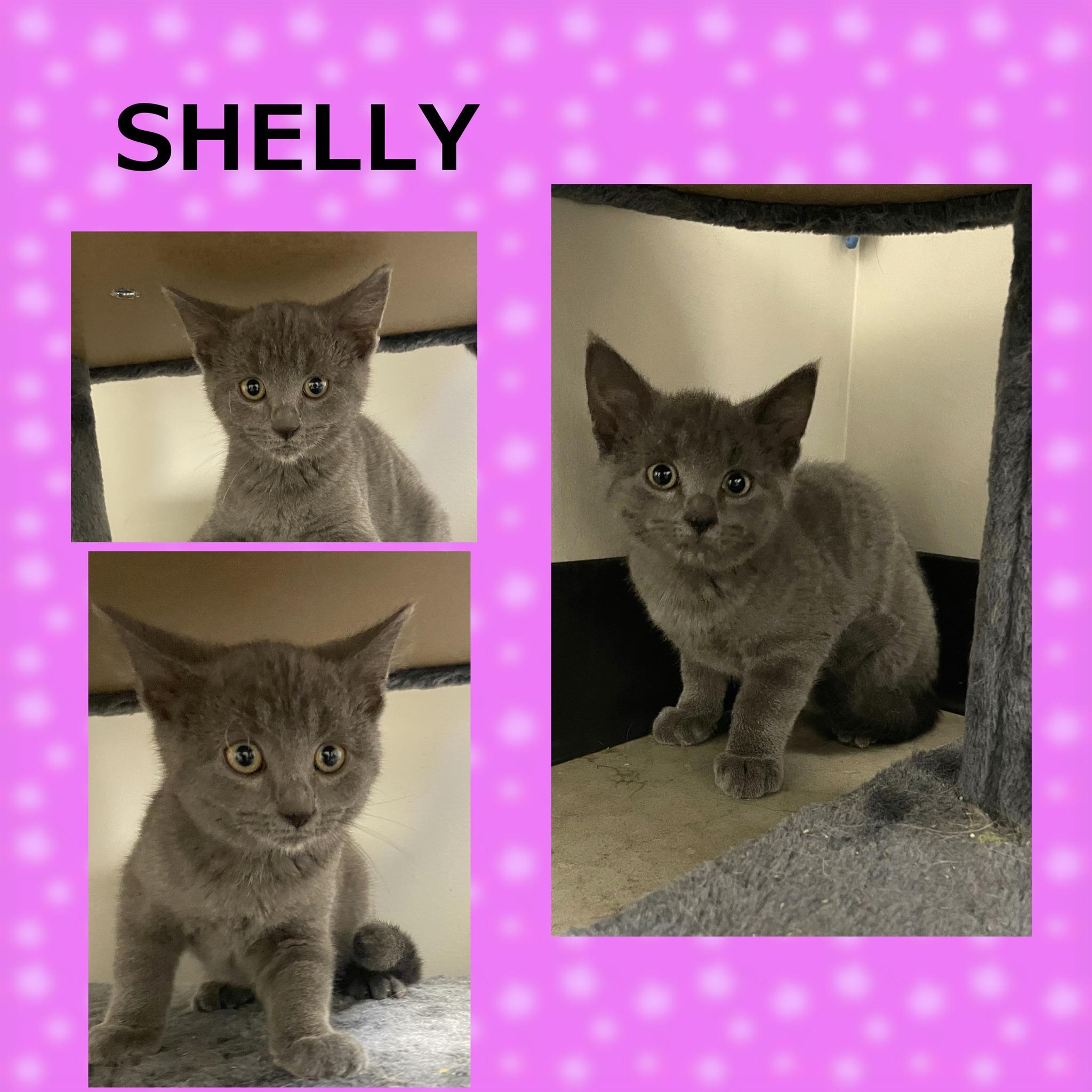 Shelly photo 1