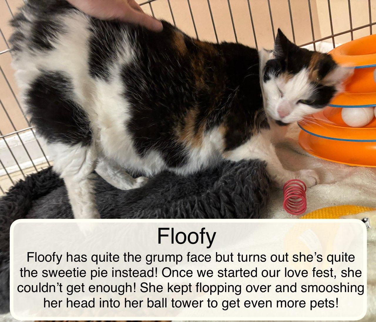 Floofy at Luna Cat Collective, a ADOPTABLE Domestic Short Hair in Ellicott City, MD image 5/6