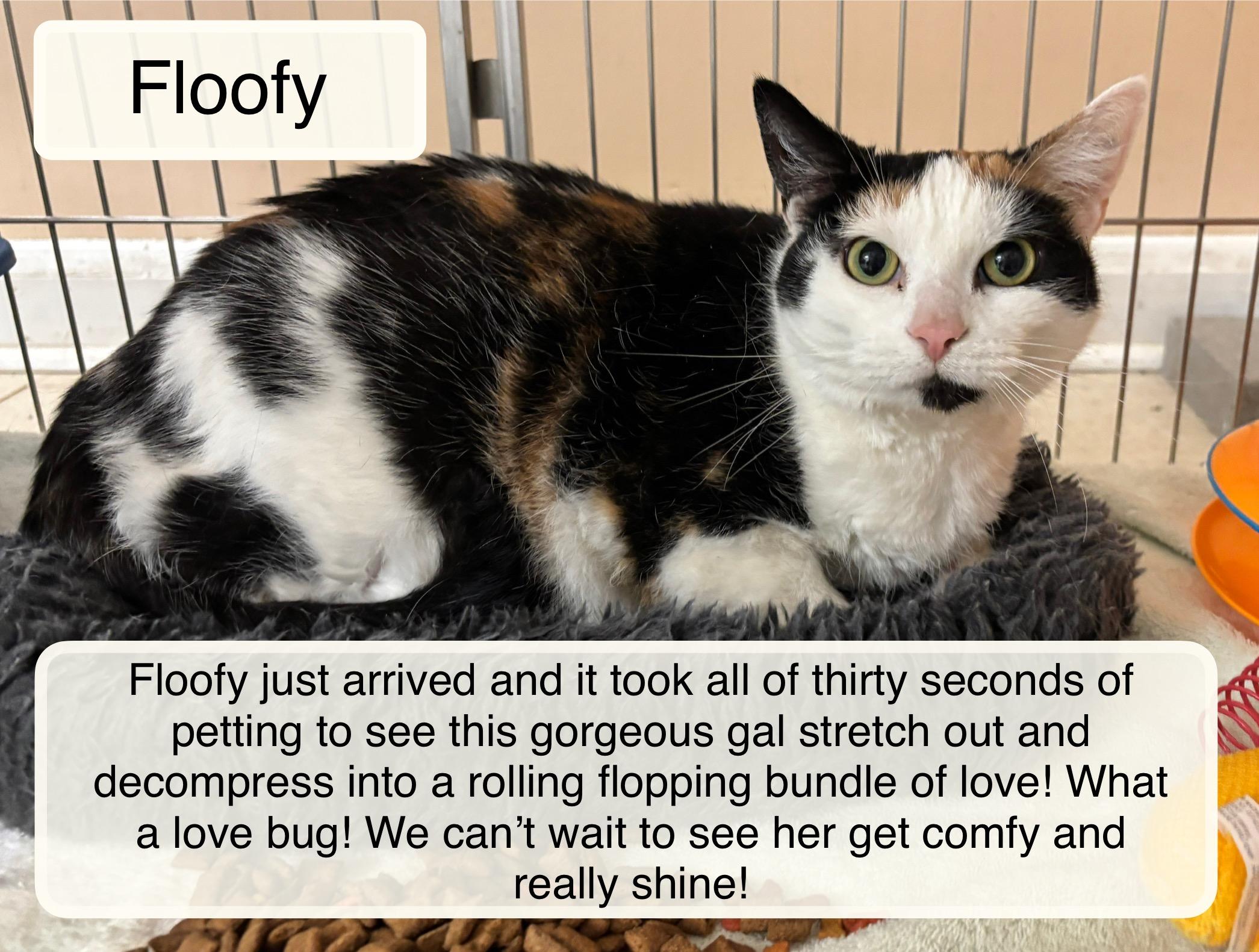 Floofy at Luna Cat Collective, a ADOPTABLE Domestic Short Hair in Ellicott City, MD image 4/6