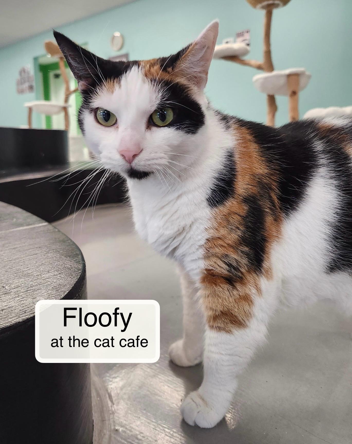 Floofy at Luna Cat Collective, a ADOPTABLE Domestic Short Hair in Ellicott City, MD image 1/6