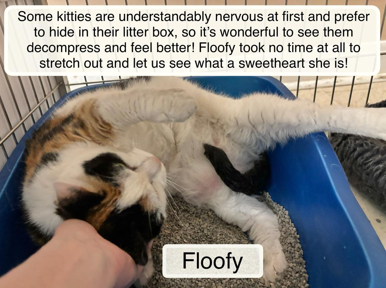 Floofy at Luna Cat Collective, a ADOPTABLE Domestic Short Hair in Ellicott City, MD image 6/6