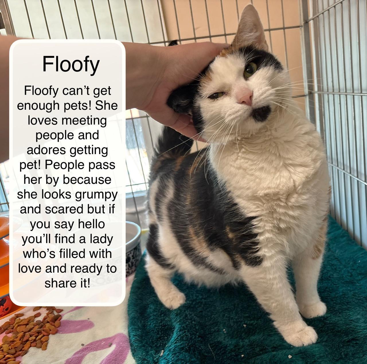 Floofy at Luna Cat Collective, ADOPTABLE, Adult Female Domestic Short Hair.