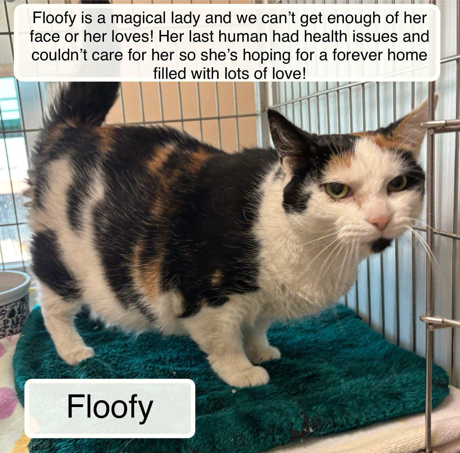 Floofy at Luna Cat Collective, a ADOPTABLE Domestic Short Hair in Ellicott City, MD image 3/6