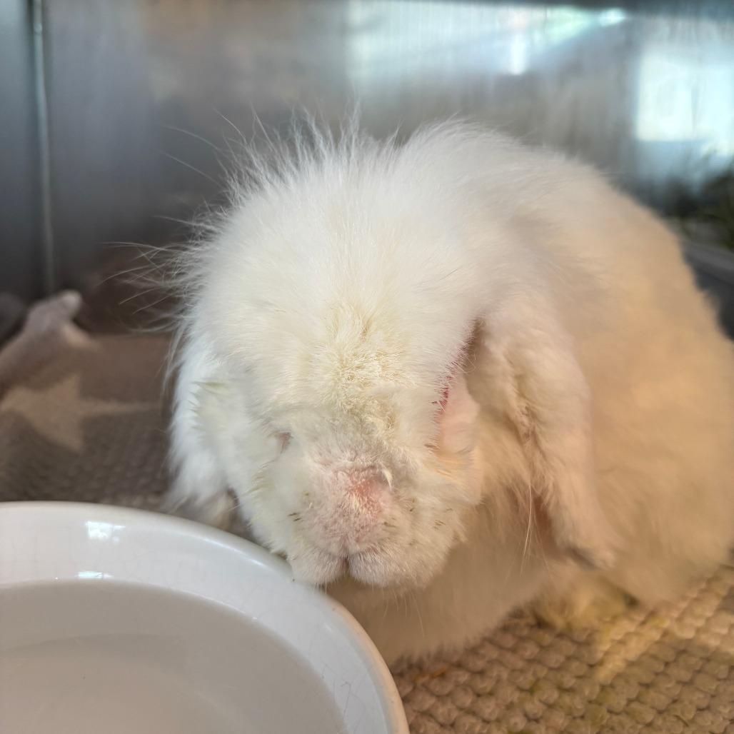 Enlarge Lars, a Adoptable American Fuzzy Lop in Richmond, CA image 1/6