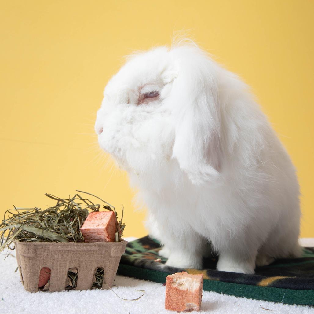 Enlarge Lars, a Adoptable American Fuzzy Lop in Richmond, CA image 2/6