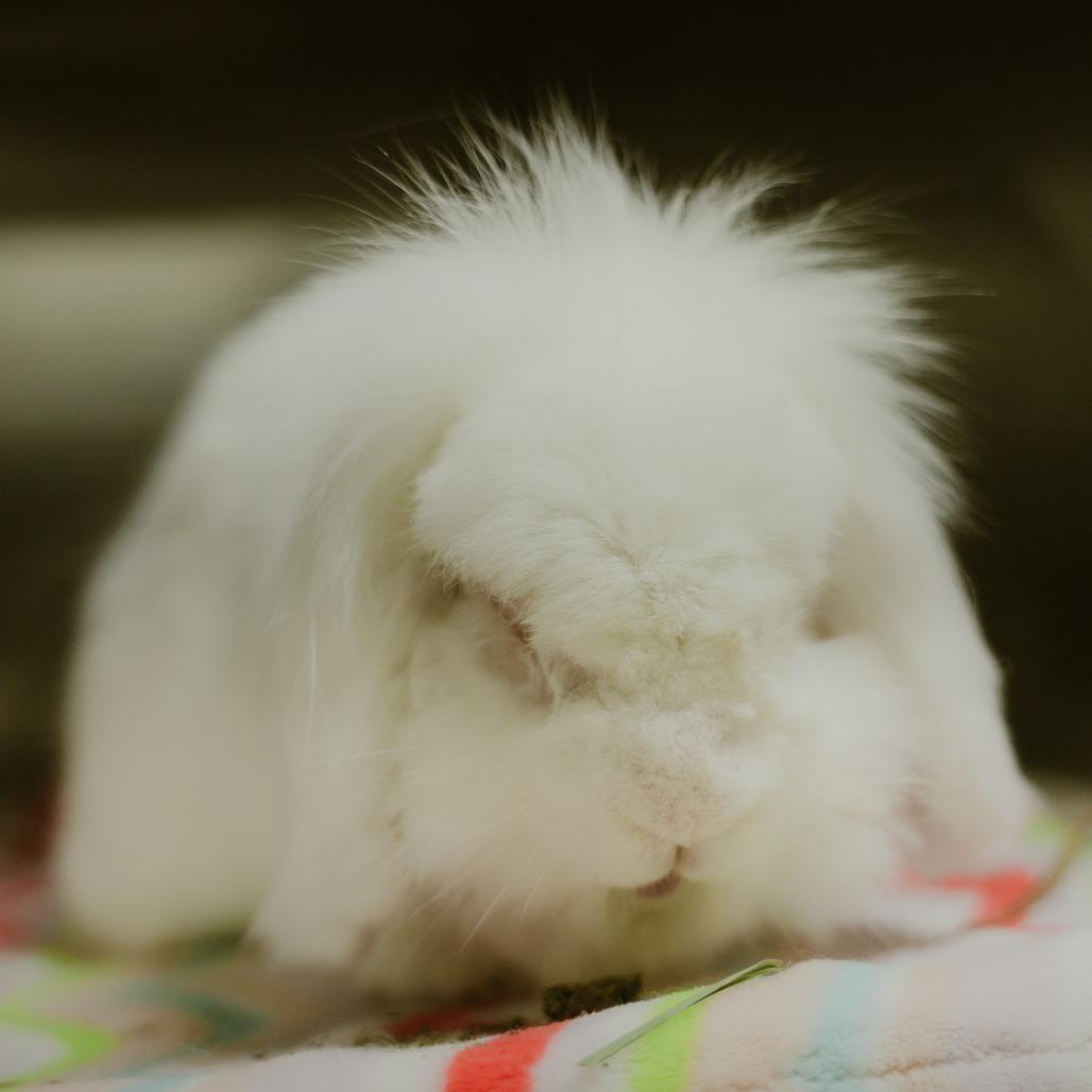 Enlarge Lars, a Adoptable American Fuzzy Lop in Richmond, CA image 3/6