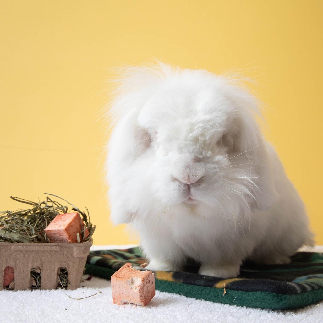 Enlarge Lars, a Adoptable American Fuzzy Lop in Richmond, CA image 4/6