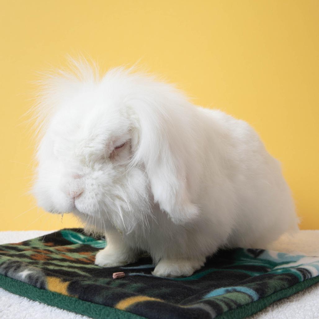 Enlarge Lars, a Adoptable American Fuzzy Lop in Richmond, CA image 5/6