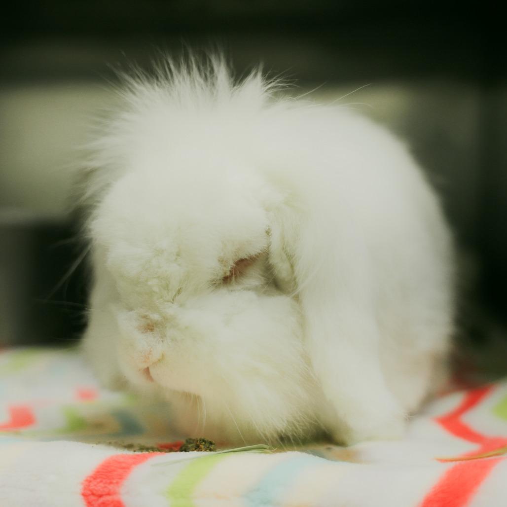 Enlarge Lars, a Adoptable American Fuzzy Lop in Richmond, CA image 6/6