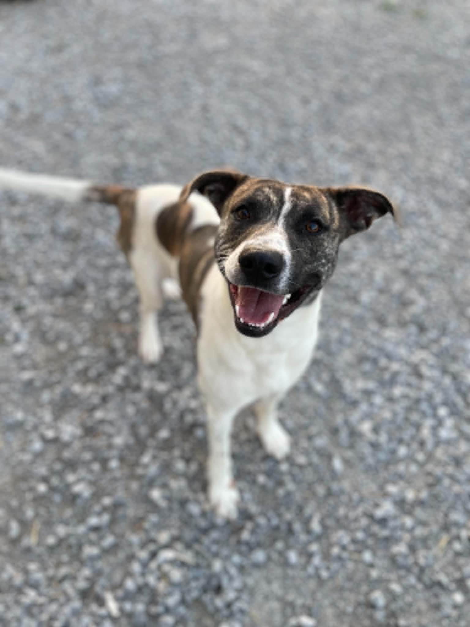 Snoop, a ADOPTABLE Pit Bull Terrier in Calhoun, KY image 3/3
