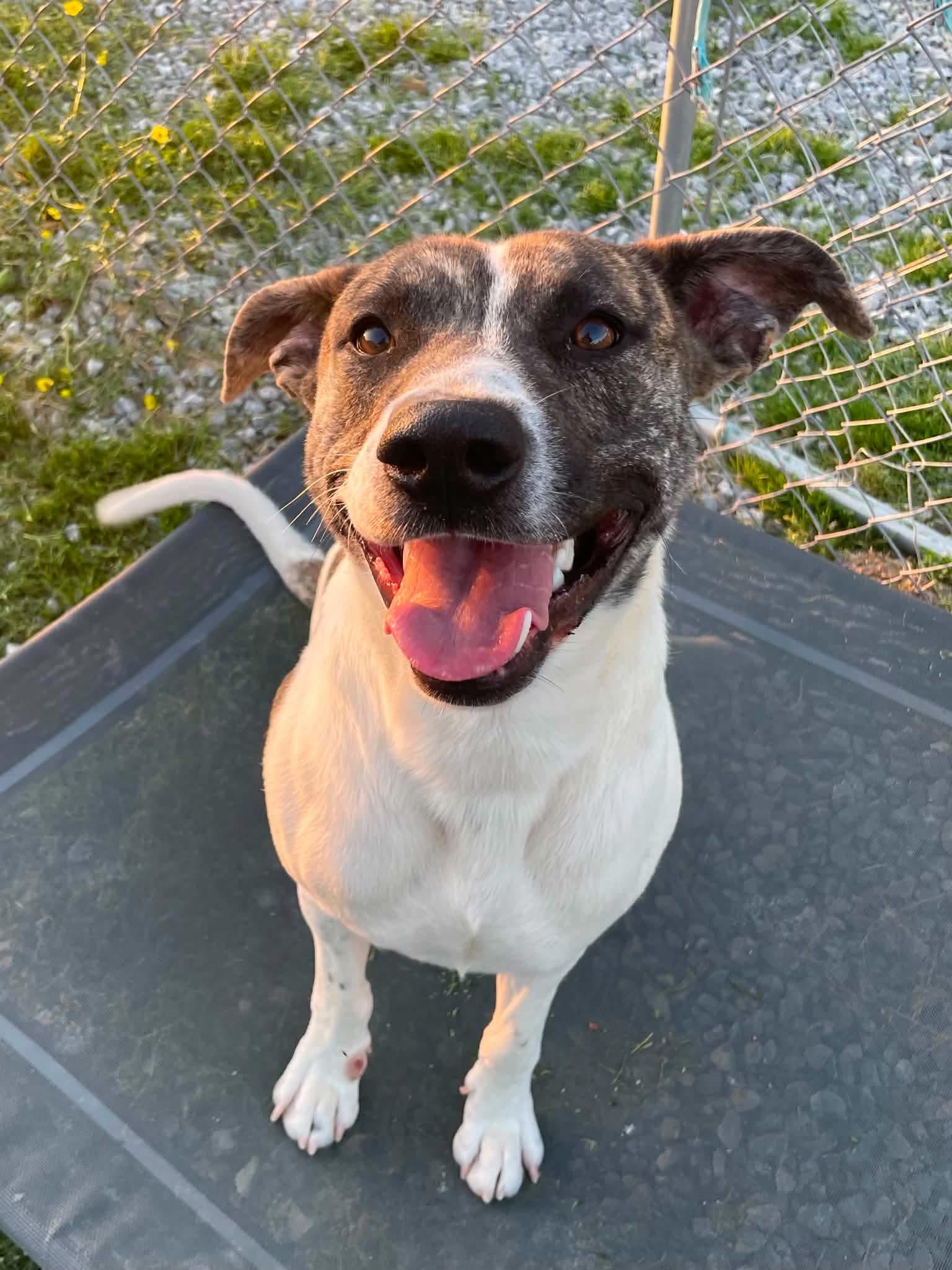 Snoop, a ADOPTABLE Pit Bull Terrier in Calhoun, KY image 1/3