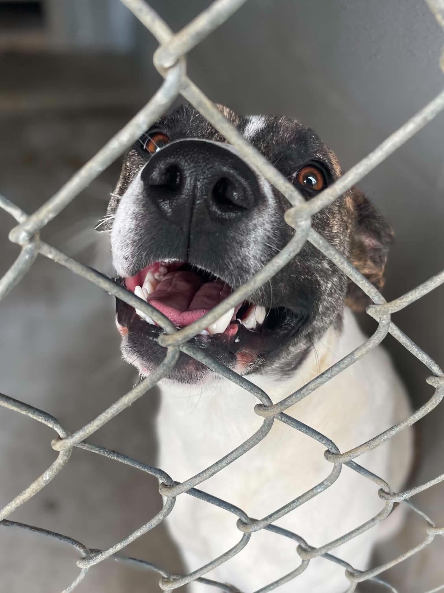 Snoop, a ADOPTABLE Pit Bull Terrier in Calhoun, KY image 2/3