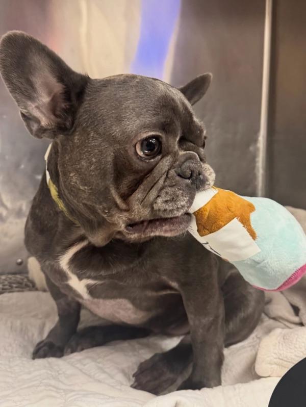 Luna, Adoptable, Adult Female French Bulldog.