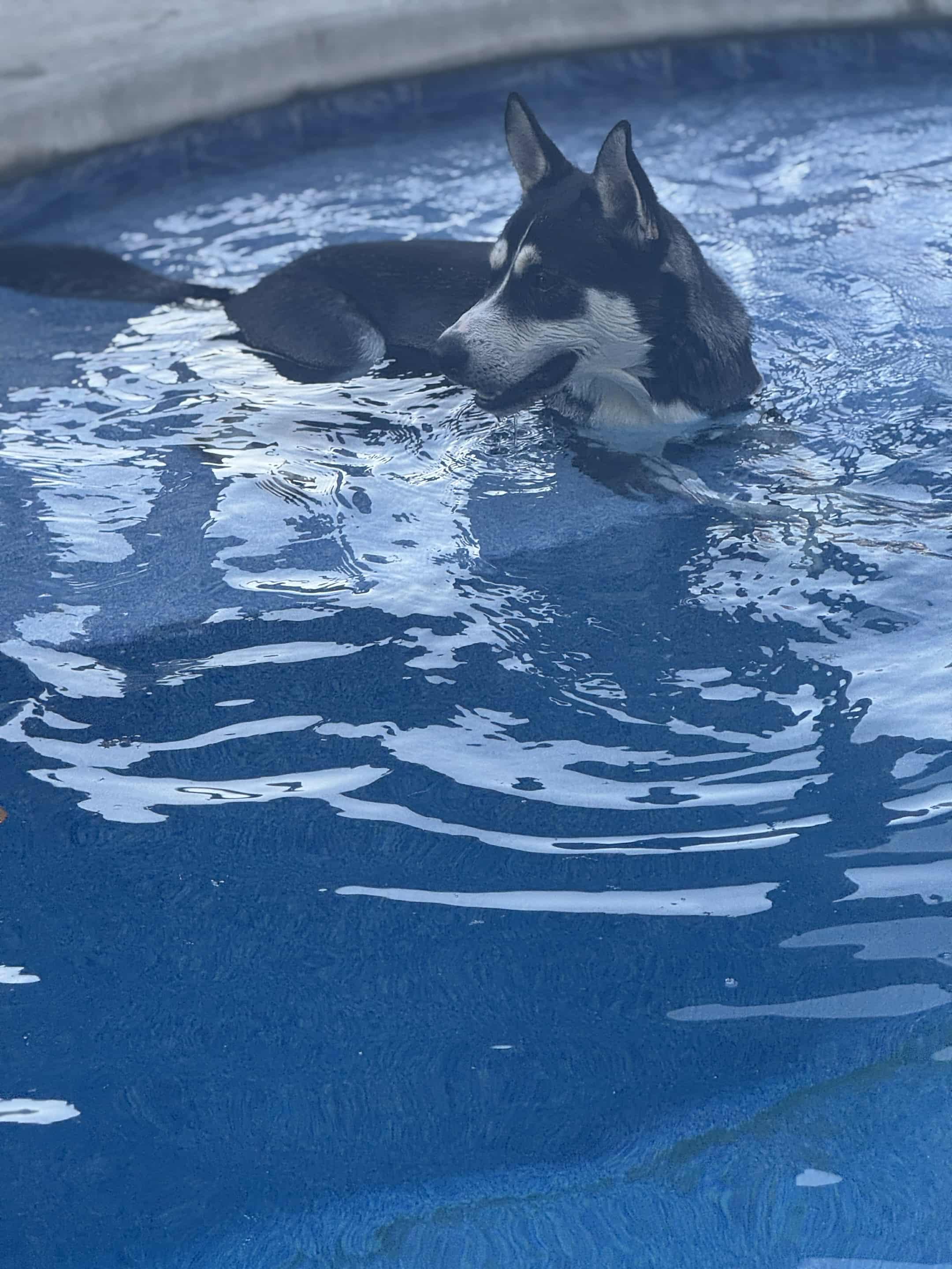 Chance, a Adoptable mixed breed in St. Clair, PA image 3/6