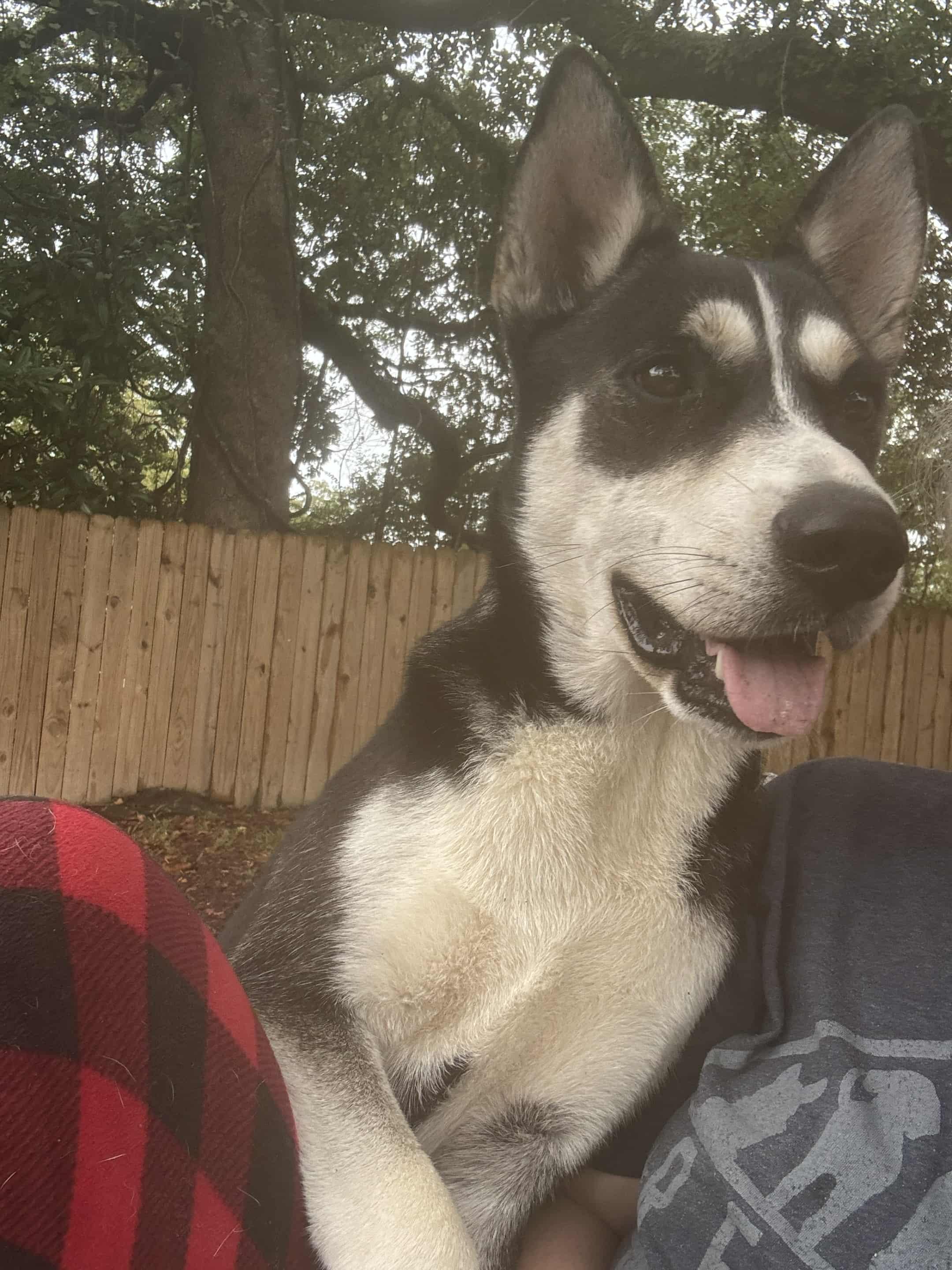 Chance, a Adoptable mixed breed in St. Clair, PA image 4/6