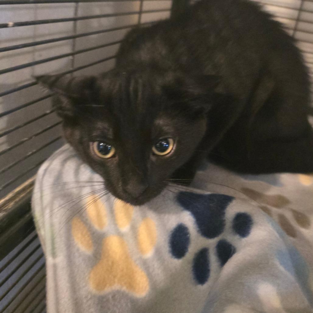 Fireball, Adoptable, Kitten Female Domestic Short Hair.
