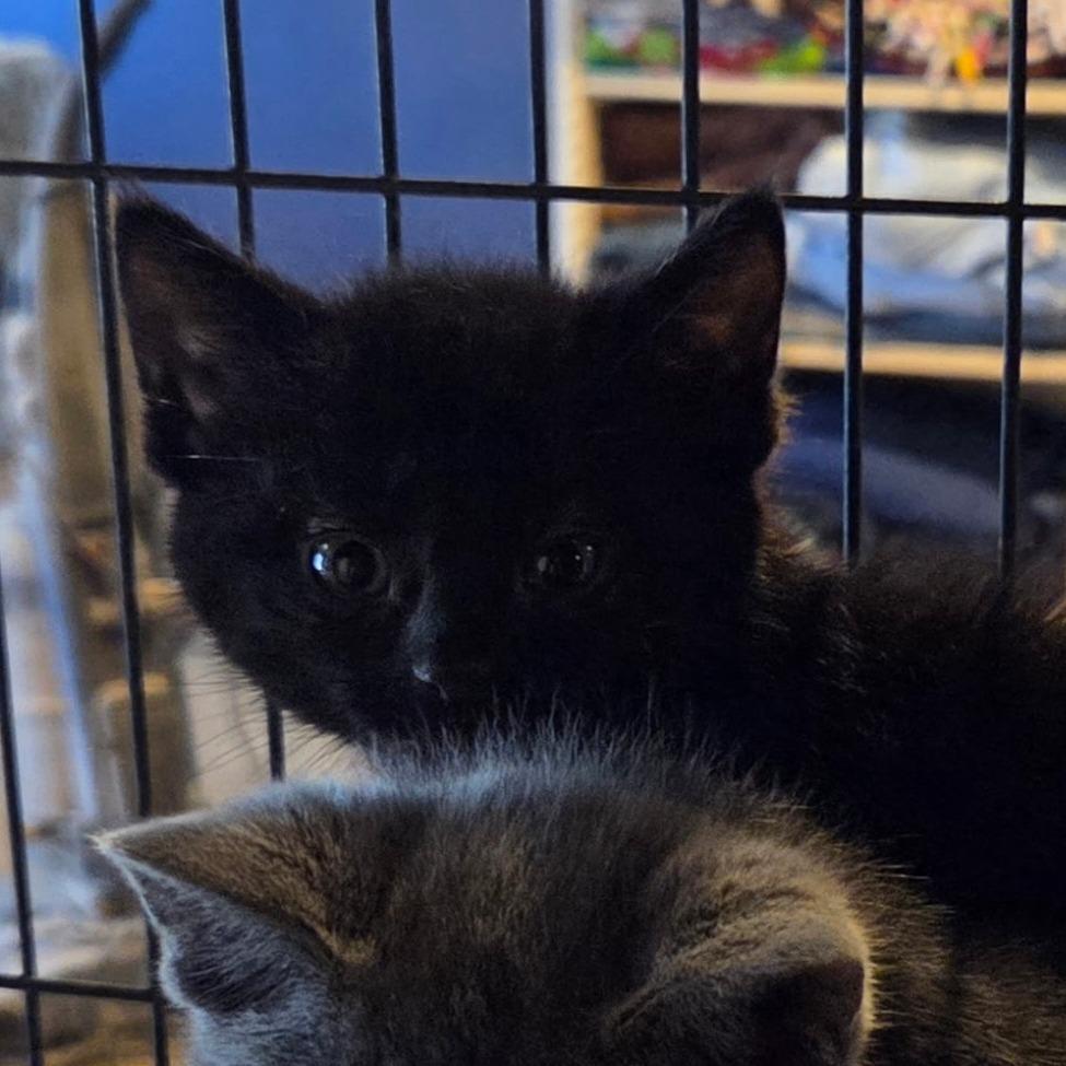 Fireball, a Adoptable Domestic Short Hair in Hanna City, IL image 2/2