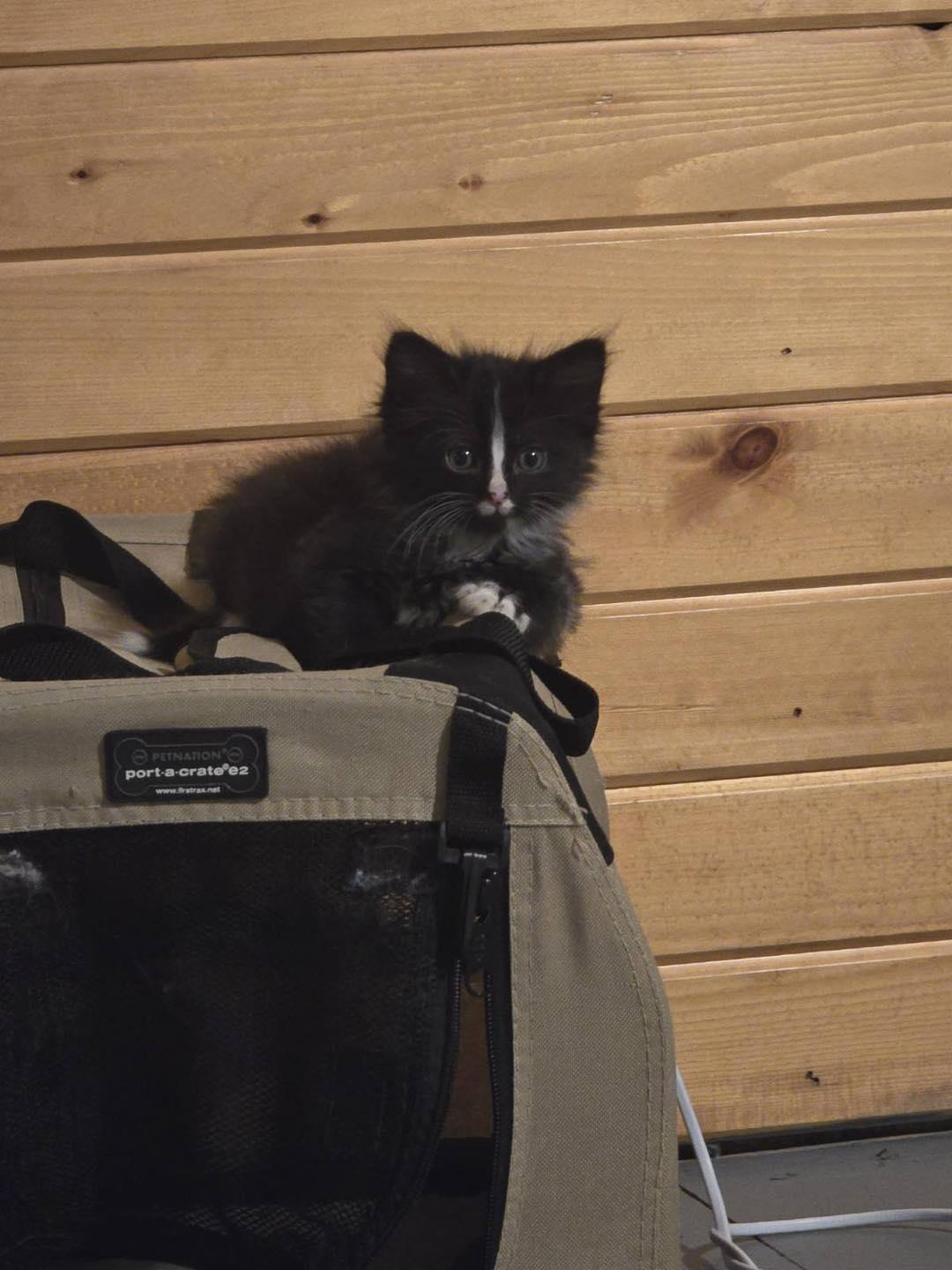 Otis, adopted, Kitten Male Domestic Long Hair.