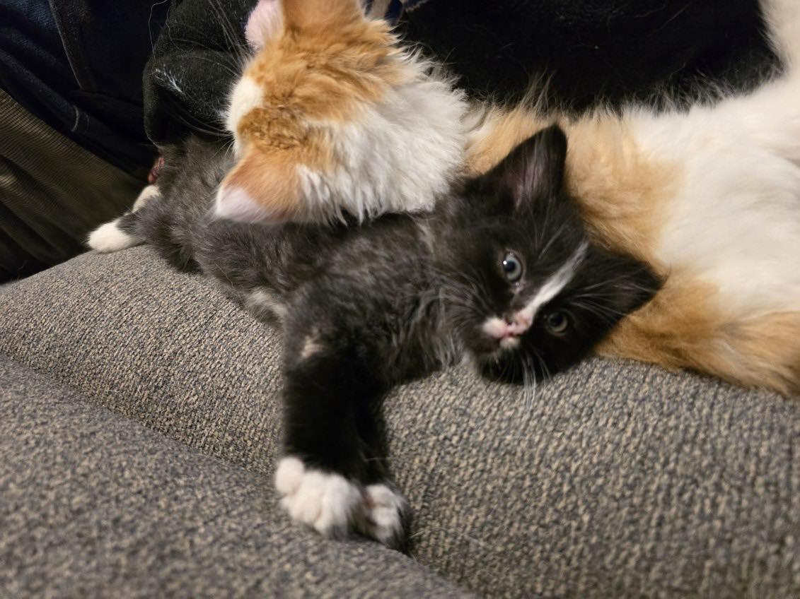 Enlarge Otis, an adopted Domestic Long Hair in Bloomsdale, MO image 2/2