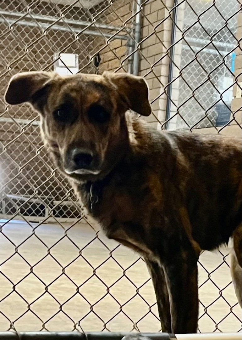 Elliot, Adoptable, Young Male Labrador Retriever & German Shepherd Dog.