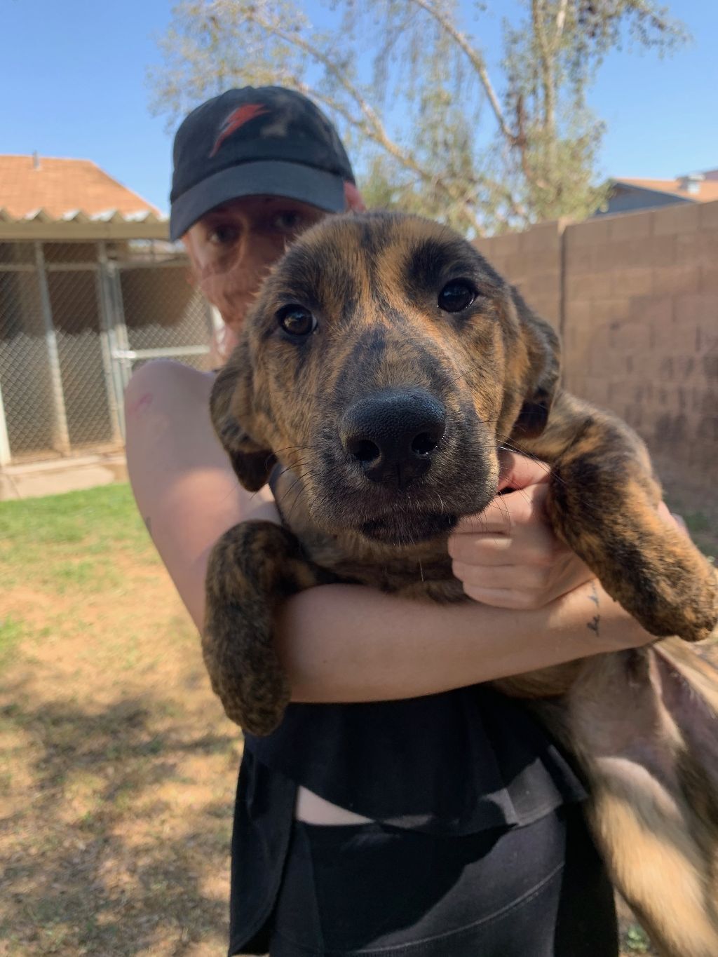 Enlarge Elliot, a Adoptable mixed breed in Phoenix, AZ image 1/5