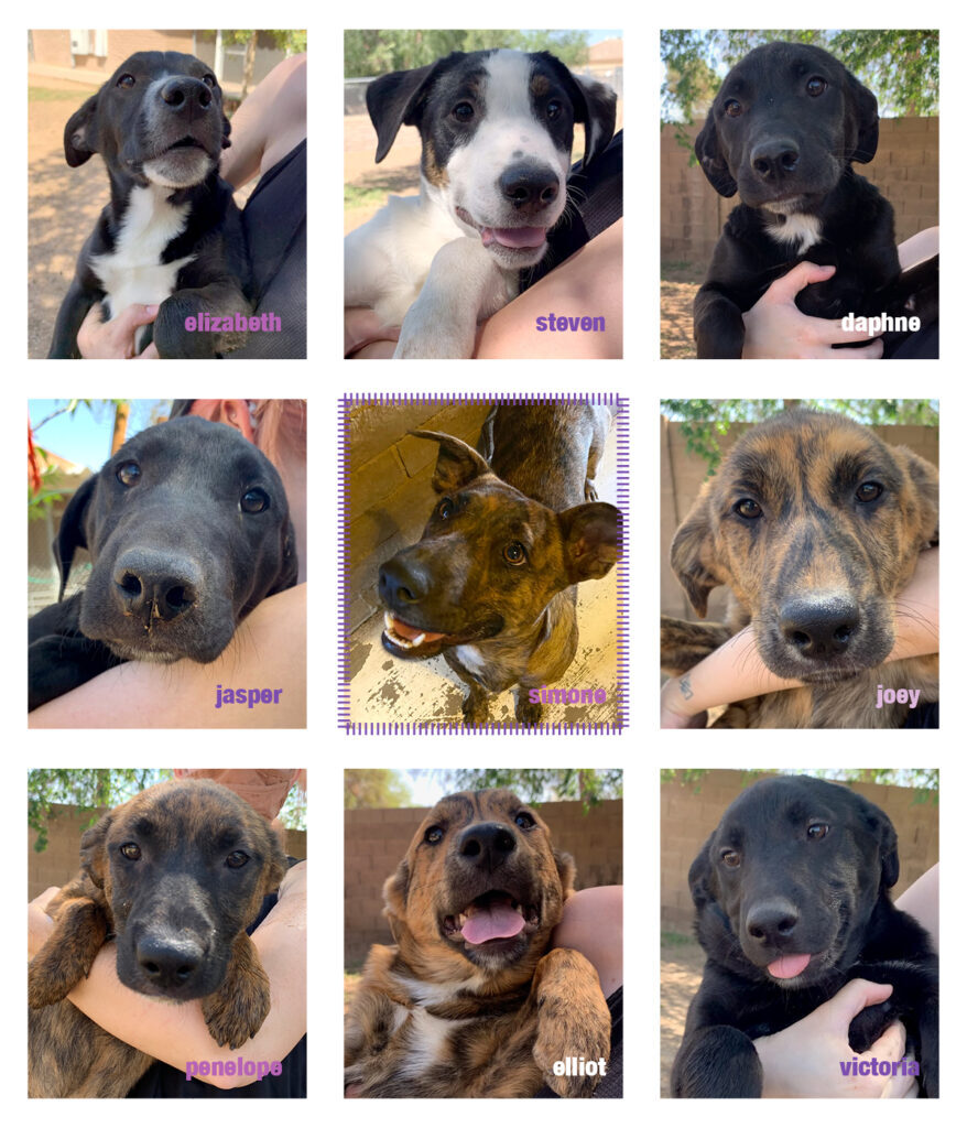 Enlarge Elliot, a Adoptable mixed breed in Phoenix, AZ image 2/5